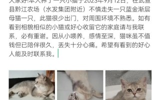 女子梦中寻猫事，寓意纷呈待解谜