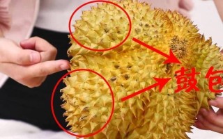 榴莲没熟打开后怎么办(榴莲未熟开错后补救指南)