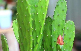 电脑前放一盆仙人掌能防辐射吗视频—仙人掌隔绝电脑辐射真相大揭晓