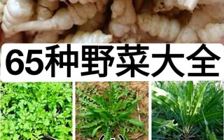 挖掘春日秘味 探寻野菜觅食乐趣