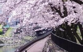引领婚姻柳暗花明，共筑幸福之桥