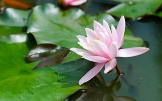 倒挂莲花是什么意思—倒插莲花：让身心和谐统一的疗愈旅程
