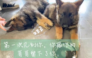 汪星人的登人秘史：揭秘狗子如何成为人类伴侣