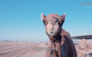 狗狗又长又大卡在里面出不来_毛茸茸探险家困陷狭窄小洞
