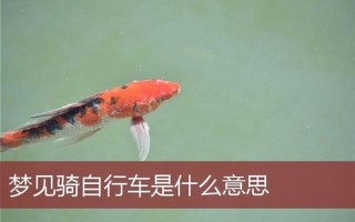 周公解梦梦见骑自行车下坡(夜幕下疾驰的自行车之梦)