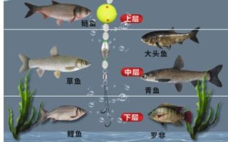 揭秘女人梦境中鱼的深层含义：从好运到预警