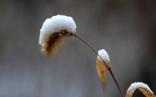 冰块用棉被盖好不容易融化的原理_棉签冰霜唤醒牛奶”奇缘