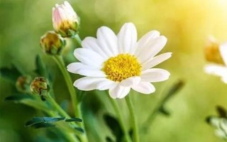 女生的小雏菊长什么样!(粉白娇嫩，花芯如金，少女雏菊，楚楚动人)