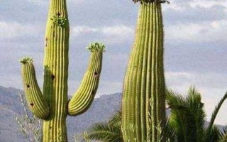 仙人掌防辐射：事实还是迷思？