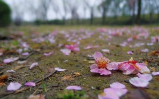 桃花十里落莓苔，洞口香氛绽春来