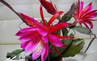 倒莲花的意义—莲花倒插，体式奥妙