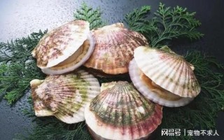 扇贝柔嫩，迈步享用