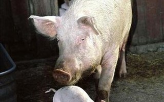 人or猪or狗—人犬猪大对比：差异与共性探寻
