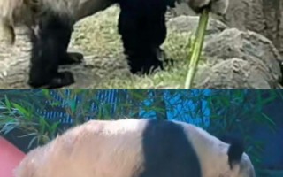 中动协专家赴美悉心照料雄猫丫丫