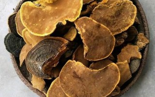 桑黄有什么效果和作用—桑黄：从抗癌奇兵到养肝护肾全能王