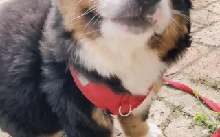 狗狗爱爱女_狗狗恋爱狂潮：俏皮女生的痴情之旅