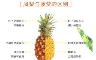 凤梨与菠萝的区别(凤菠同源异名 探寻热带果实背后的差异)