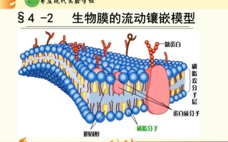 怎么检查自己膜还在吗(确认膜的存在：自我检查指南)