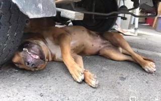 我家狗狗卡在里面痛怎么办_云派配狗配人的现代启示录