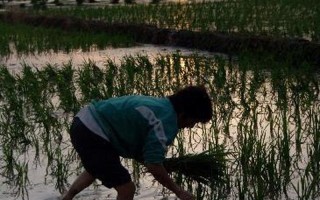 24种男女插秧法—24种插秧法图解秘笈，男女劳作技巧尽在掌握