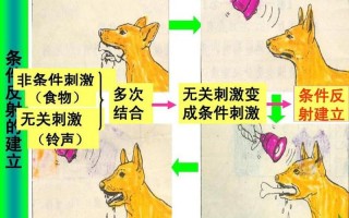 什么是非条件反射吗(非条件反射： *** 和反应的天然联系)