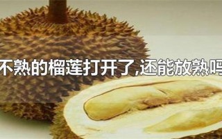 榴莲不熟要怎么放才能熟(榴莲未熟巧妙催熟秘笈)