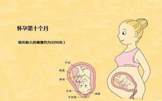 和妈妈生孩子计划—我在妈妈肚子里长大的奇妙旅程