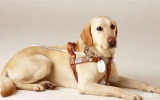 狗带是什么意思？(犬具的隐喻：忠诚、陪伴与死亡)