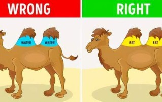 反刍沉思：从咀嚼中获得新见解