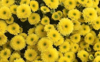 小雏菊女生头像高清图片(花海寻觅小雏菊，探寻她的少女容颜)