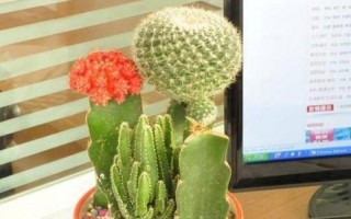 电脑屏幕旁放仙人掌能防辐射吗为什么_仙人掌旁置电脑屏 能否抵御辐射侵