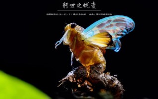 放在里面一整天(一整天浸润 蜕变新生”)
