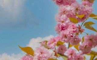 东京恋爱模样讲的啥—东瀛情缘似锦，霓虹下的浪漫邂逅