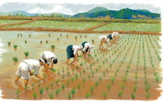 夫妻之间的100种插秧法—百年恩爱百种耕，夫妻插秧乐无穷