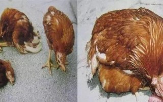 做鸡的是不是很多都是有病的—疑云重重：病鸡泛滥的背后真相