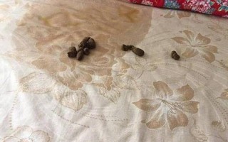夹被子的惊喜：难以言喻的生理反应