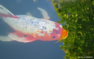 十二星座谁是老大(十二星座谁主沉浮，群星争霸定乾坤)