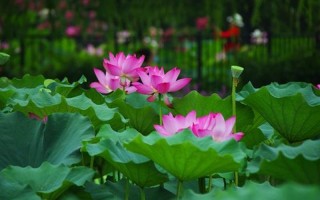 女人半夜莲花开大概时候几点_夜深荷开几时现