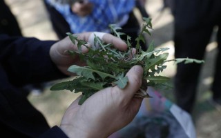 恋爱脑挖野菜是什么意思 *** 用语— *** 热词挖野菜”揭秘：从寻找美食到调侃职场