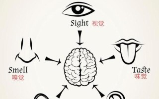 安静的女生给人的感觉是什么_感官之谜：触觉、味觉、视觉、嗅觉、听觉