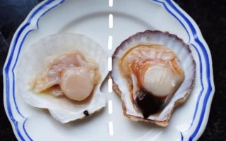 伸头进去吃扇贝—伸出好奇的头颅 探索扇贝的鲜美