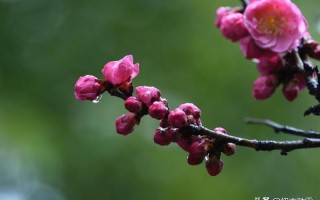 母亲说上环了没事春雨—母语悠然细雨声，上环无碍尽春秋
