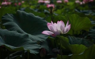 女人半夜莲花开是什么意思—深夜绽放的莲华：解读女人半夜梦境中的隐喻