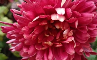 小受菊花被双龙合不拢_两龙齐入绽花蕊，娇菊难合盼春晖