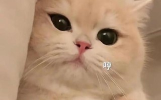主人我错了能不能关掉开关_C足够否，三根聚首骨骼毁