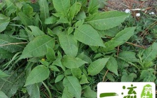 川断泡水喝的功效与作用和用量_川断泡水：神奇药草，调理身体，提升健康