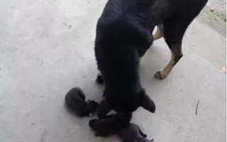 狗宝宝在狗妈妈肚子里叫—爱犬见证小主人诞生时刻，感人至深