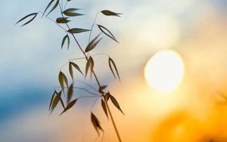 少艾情花，经年不凋