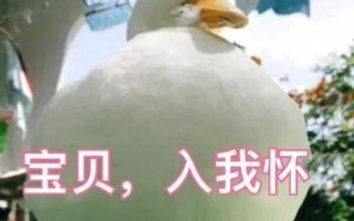 男人眼里活好的女生(鲤鱼吸水术：解锁男人心的秘密)