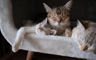 养猫的男人是什么心理(养猫男的都市情缘)